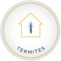 diagnostic termites diagnostic obligatoire